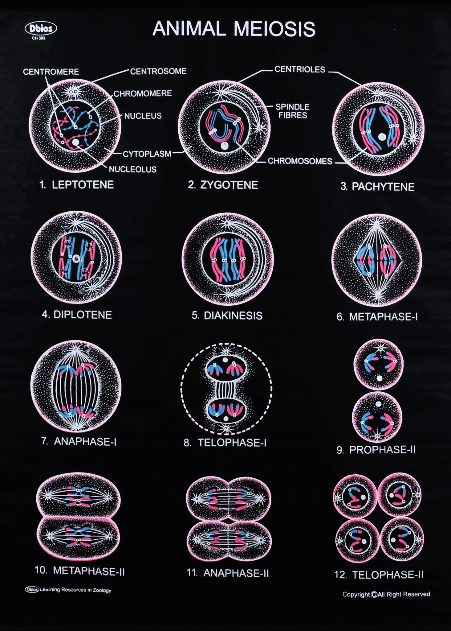 ch-303-animal-meiosis-cell-division-dbios-charts