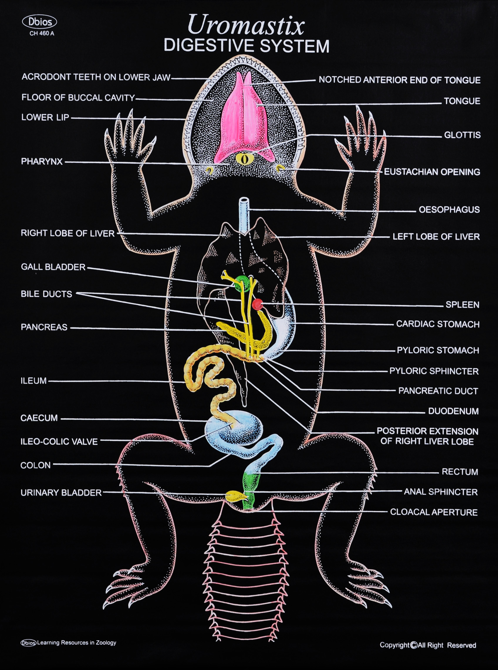 ch-460a-uromastix-digestive-system-dbios-charts