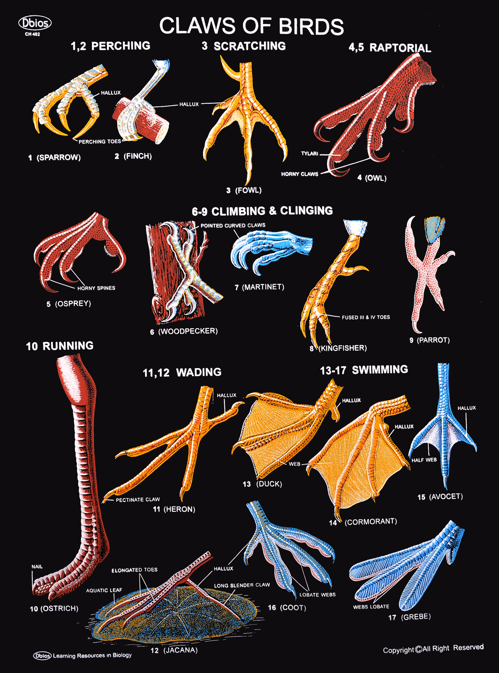 ch-482-claws-of-birds-dbios-charts