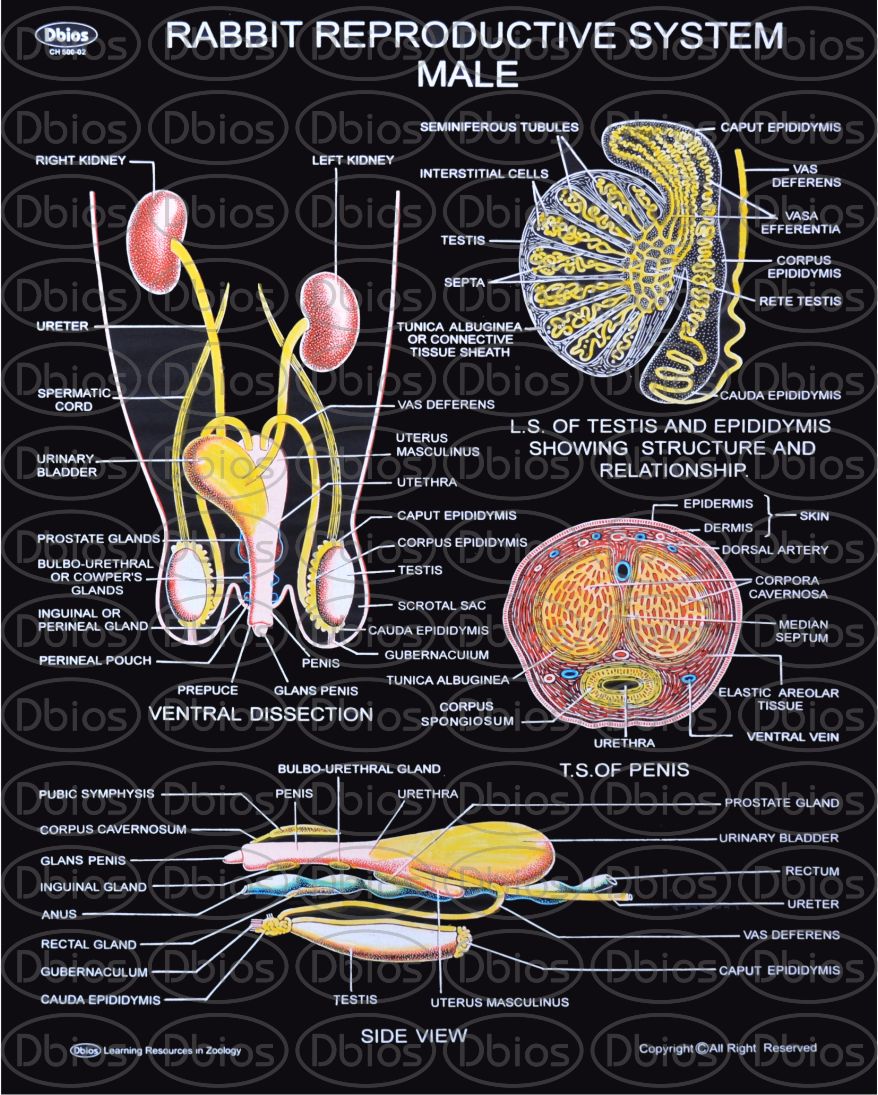 Ch 500 Rabbit Reproductive Male Dbios Charts