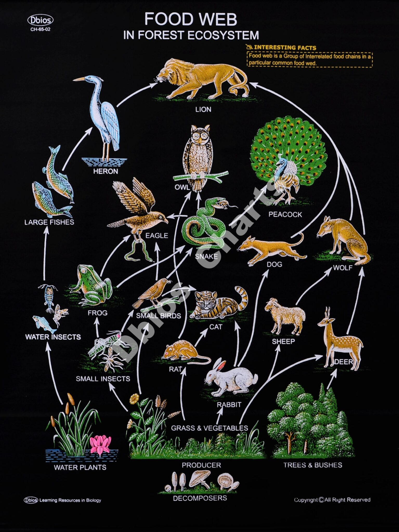 CH 65 Food Web | Dbios Charts