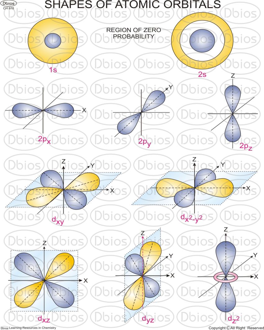 CH 878 SHAPES OF ATOMIC ORBITALS Dbios Charts