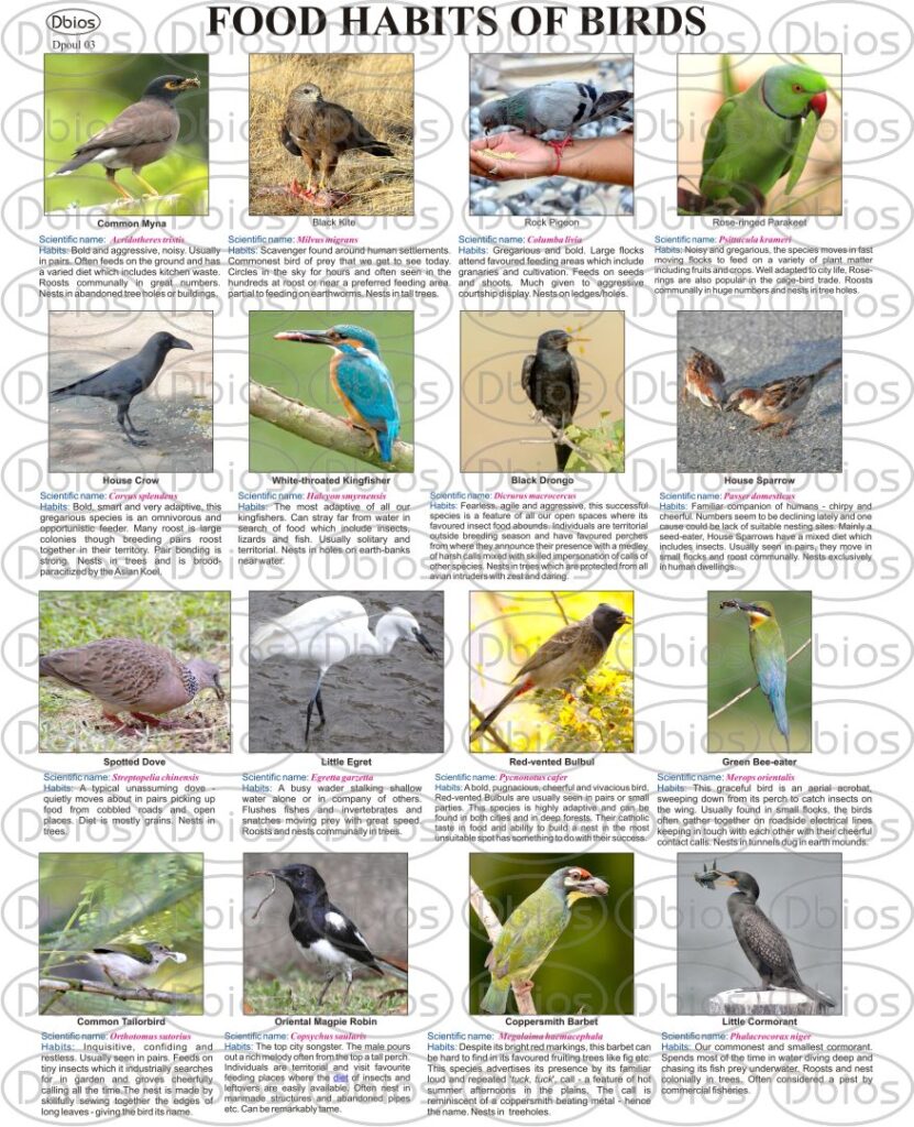 dpoul-03-food-habits-of-birds-dbios-charts