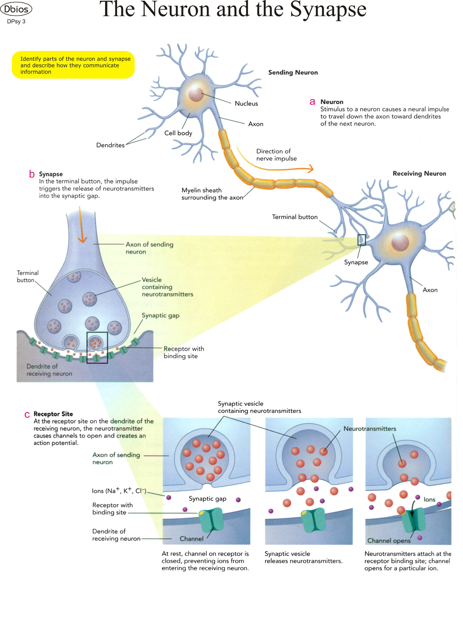 dpsy-3-the-neuron-and-the-synapse-dbios-charts