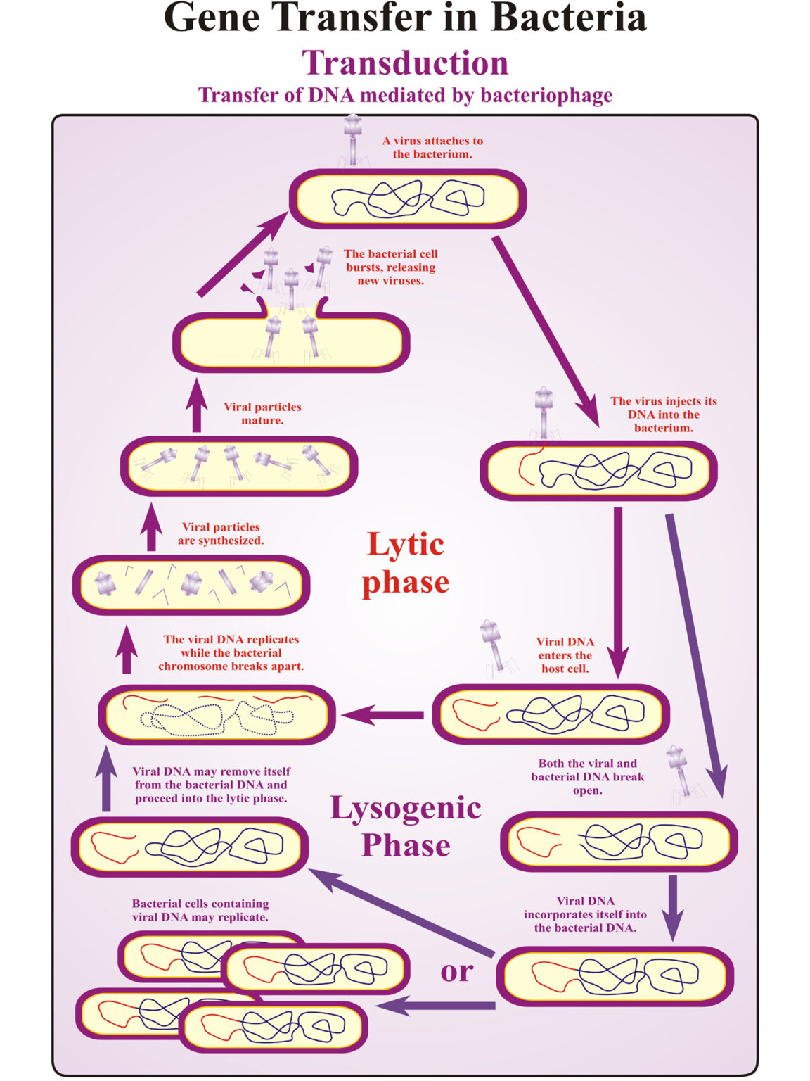 gene-transfer-in-bacteria-transduction-dbios-charts