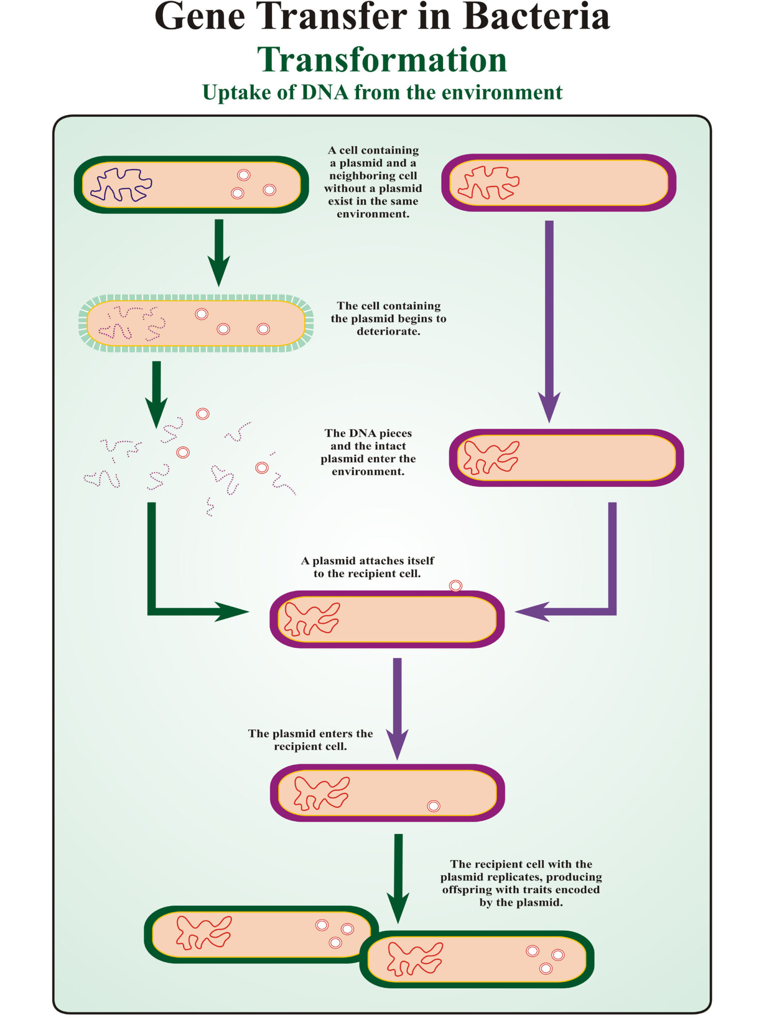 Gene Transfer In Bacteria Transformation Dbios Charts