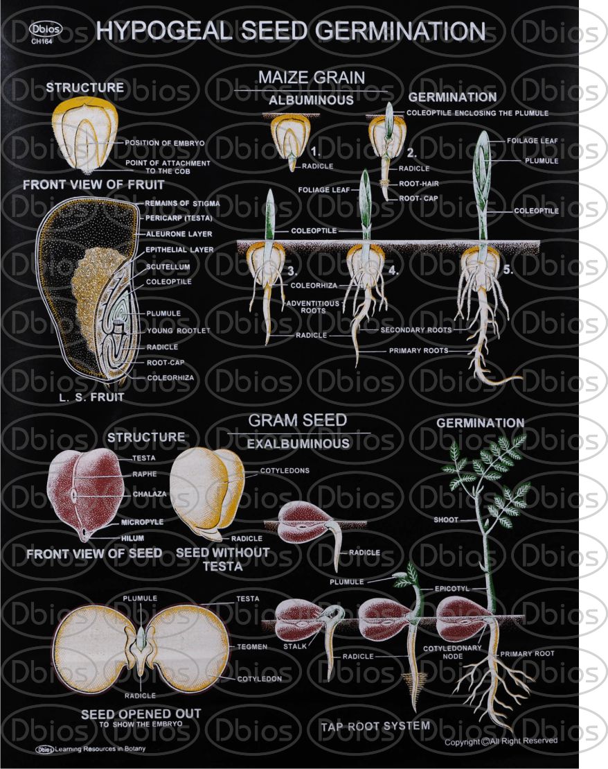 CH 164 Seed Germination Hypogeal | Dbios Charts