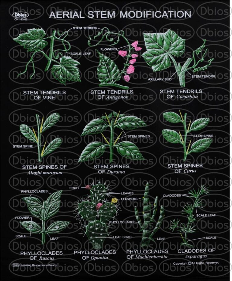 Root,Stem,Leaves | Dbios Charts