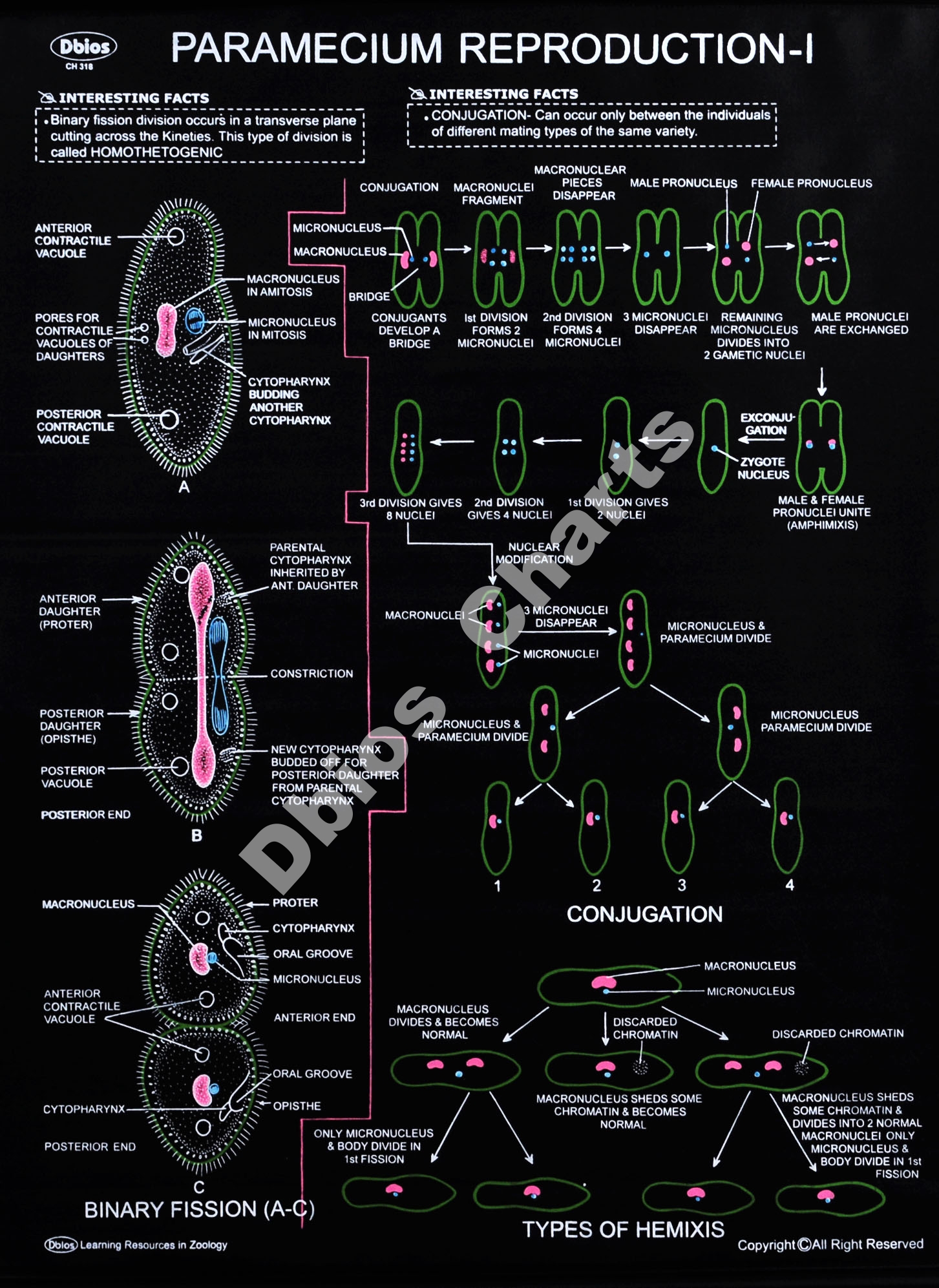 CH 318 PARAMECIUM REP.-I | Dbios Charts