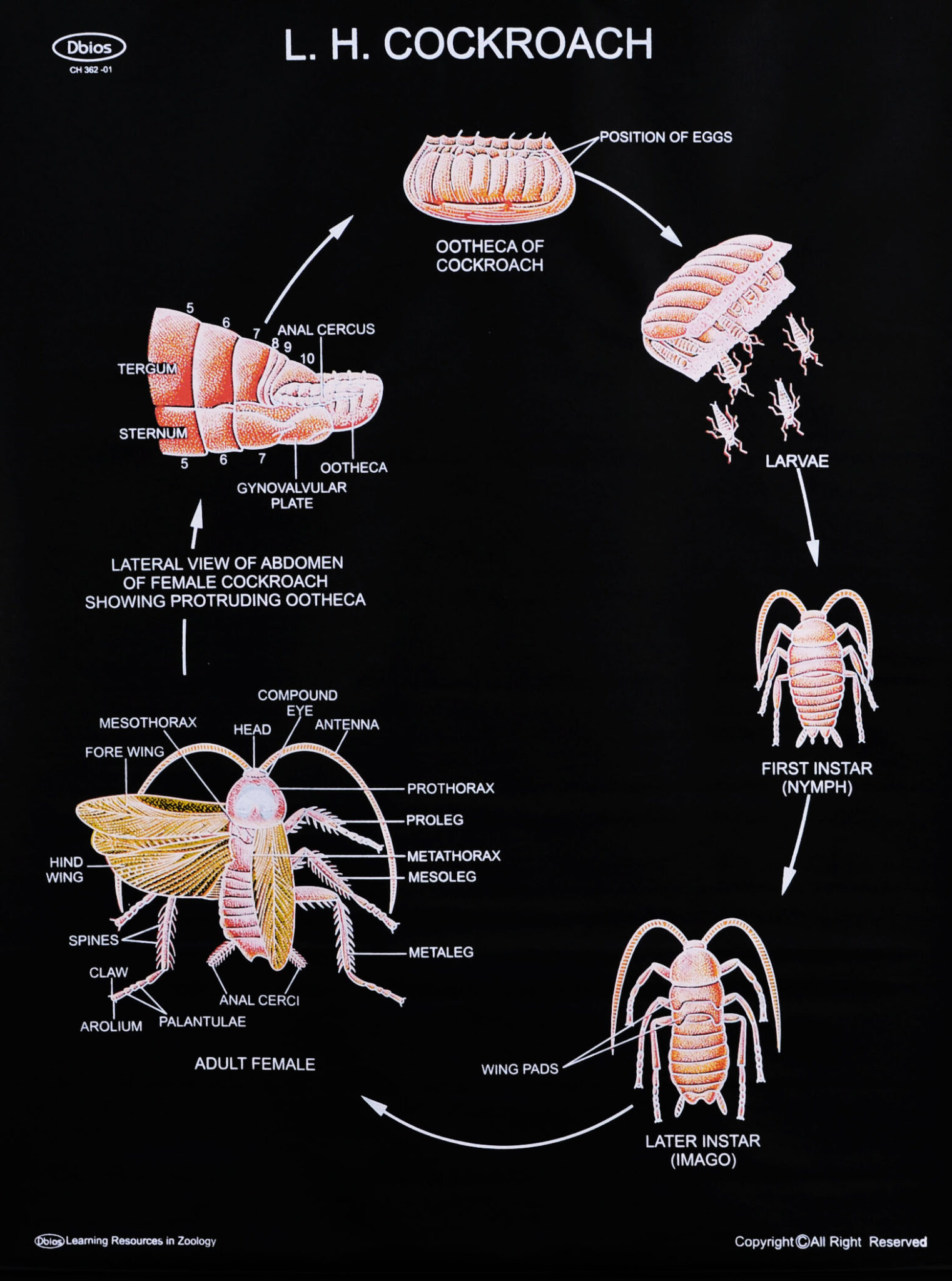 Arthropoda | Dbios Charts