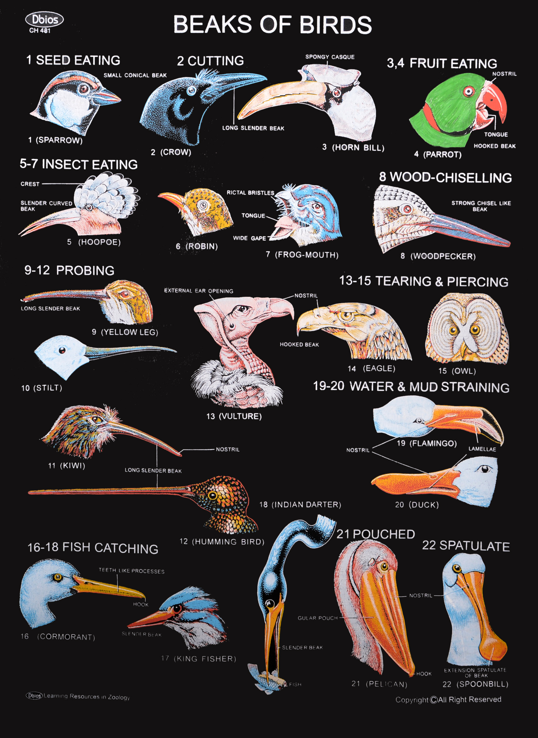 ch-481-beaks-of-birds-dbios-charts