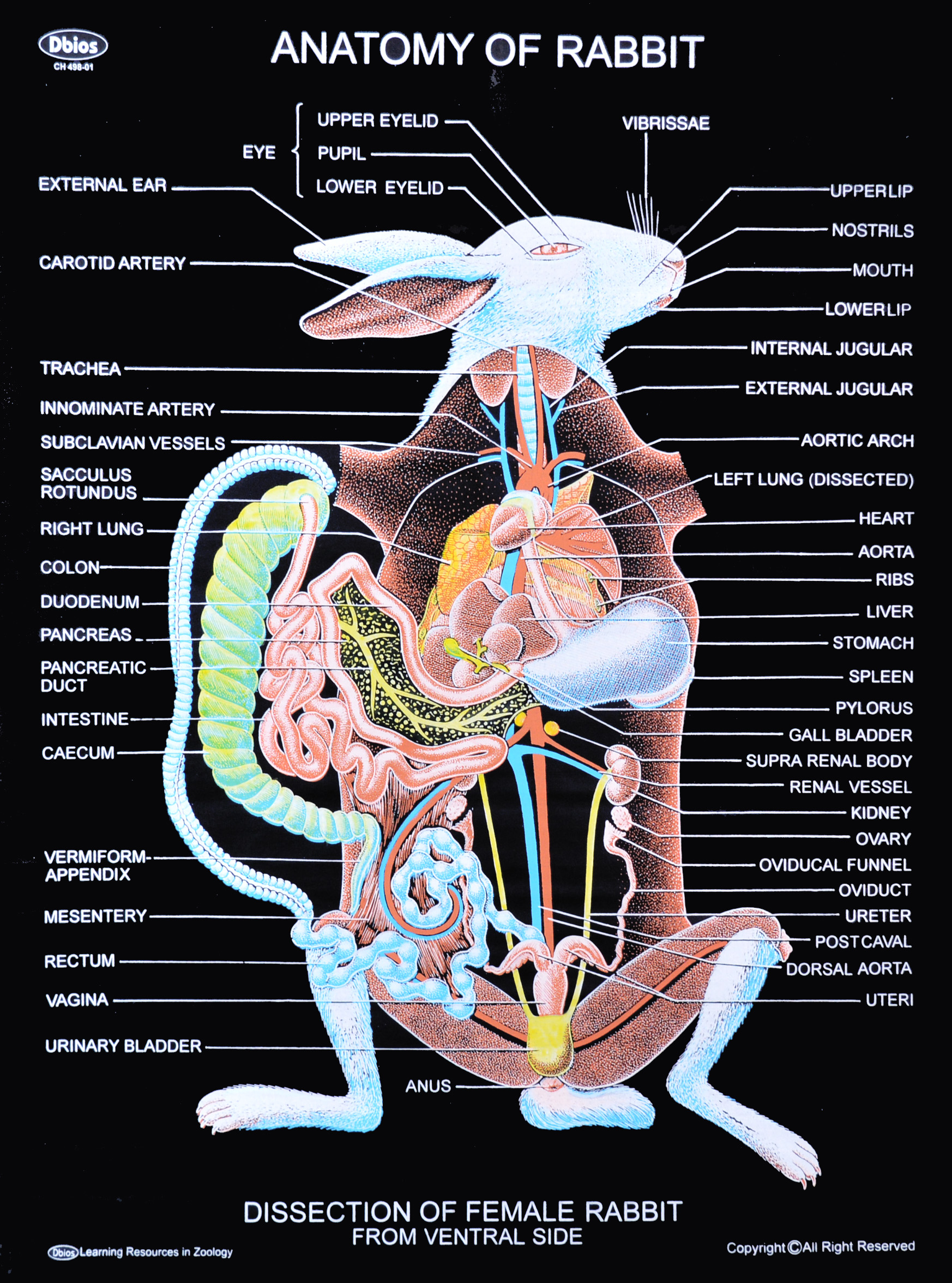 Anatomy Rabbit Stock Illustrations 100 Anatomy Rabbit 2042