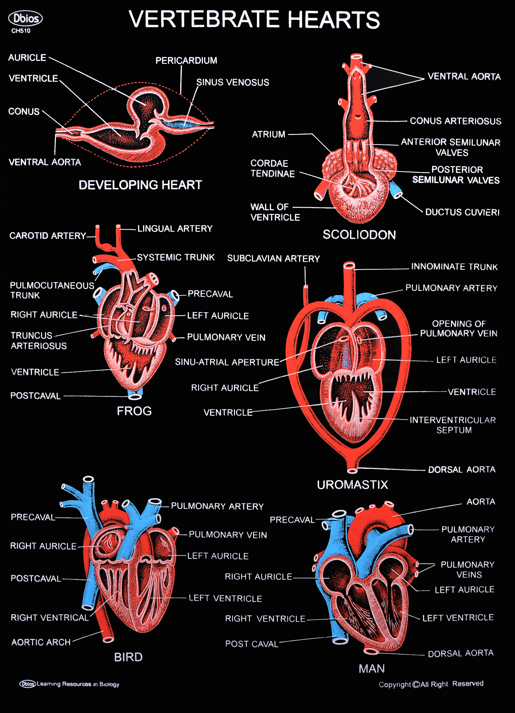 CH 510 VERTEBRATE HEARTS | Dbios Charts