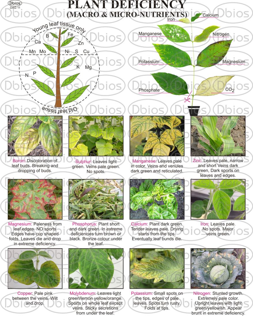 DAG 11 PLANT MICRO DEFICIENCY | Dbios Charts