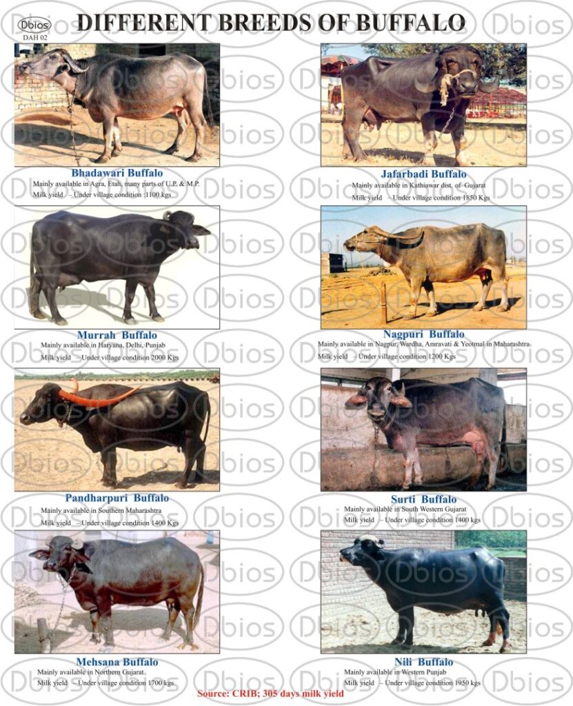 DAH 02 Breeds of BUFFALO | Dbios Charts