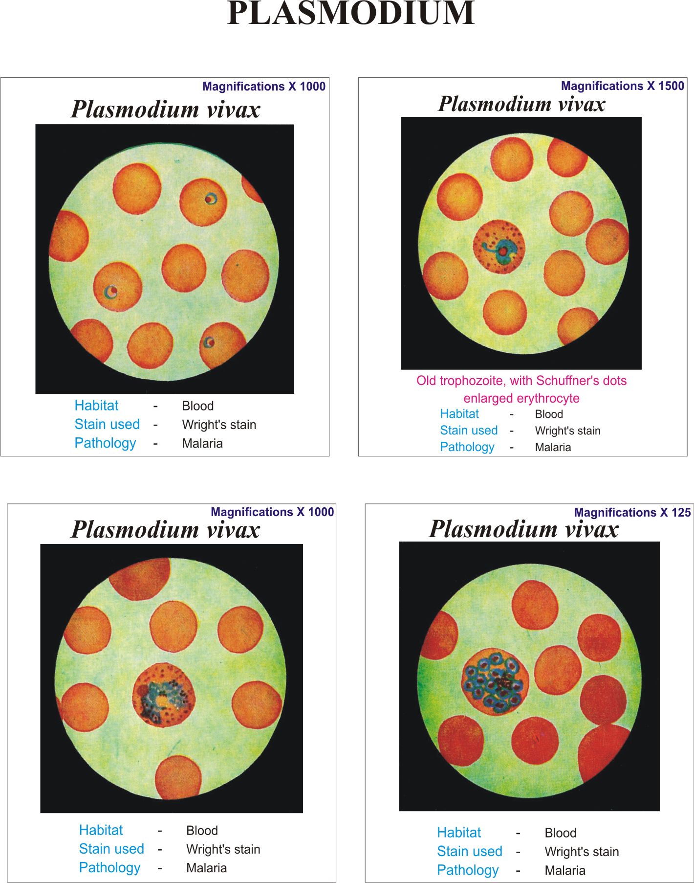 Diagram Of Plasmodium